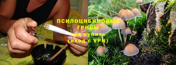 сатива Волоколамск